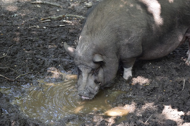 击中的无私 击中的无私